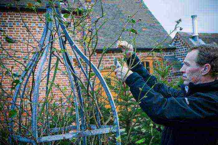 climbing rose planting in the fall and care in the open field