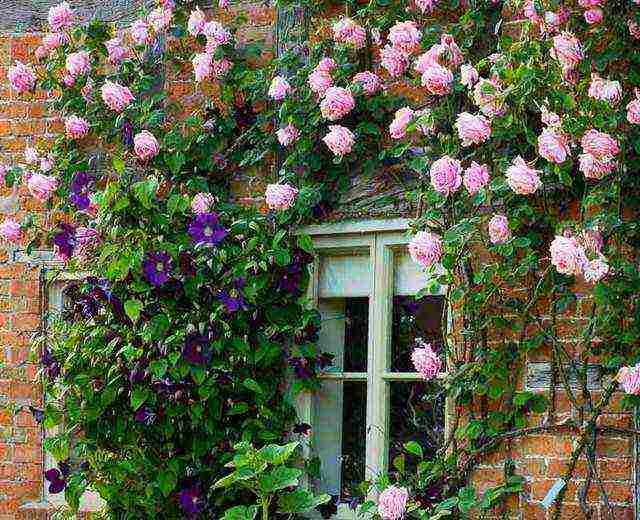 climbing rose planting in the fall and care in the open field