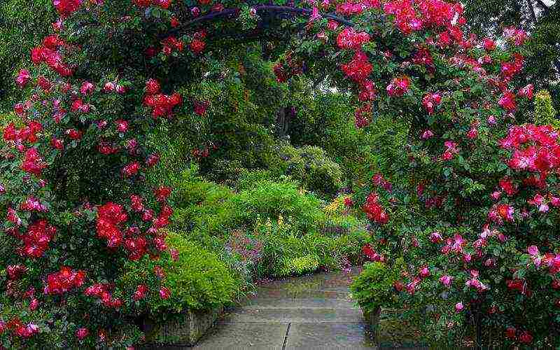 pag-akyat ng rosas na pagtatanim sa taglagas at pag-aalaga sa bukas na bukid