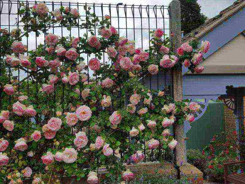 climbing rose planting in the fall and care in the open field