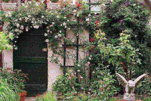 climbing rose planting in the fall and care in the open field