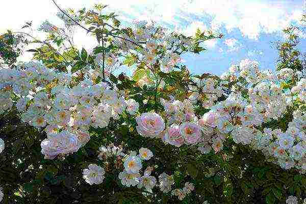 climbing rose planting in the fall and care in the open field