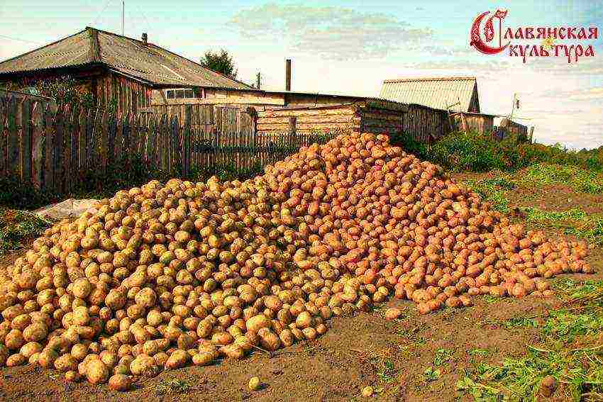 why the peasants did not want to grow potatoes