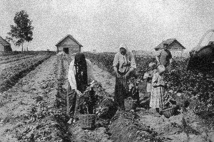 why the peasants did not want to grow potatoes