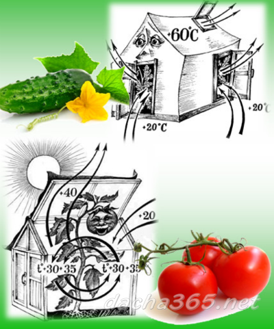 zašto se krastavci i rajčice ne mogu uzgajati u istom stakleniku