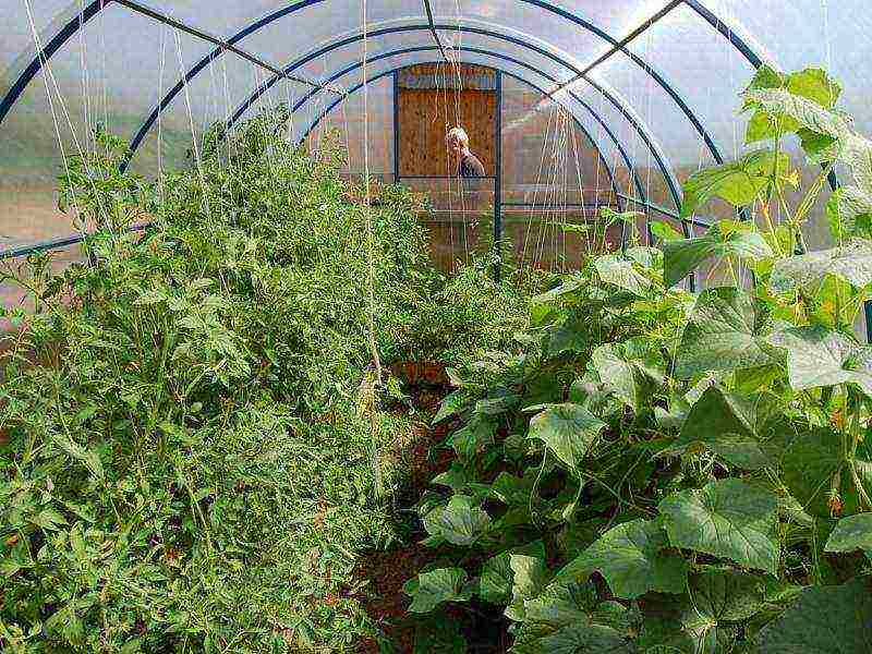why cucumbers and tomatoes cannot be grown in the same greenhouse
