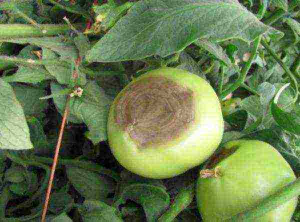 why cucumbers and tomatoes cannot be grown in the same greenhouse