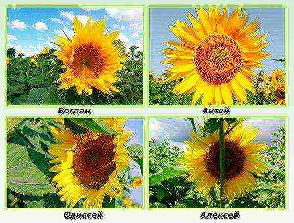 sunflower best varieties