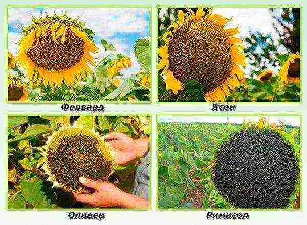 sunflower best varieties