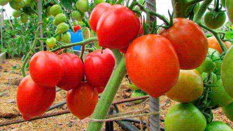 tomato is the best varieties