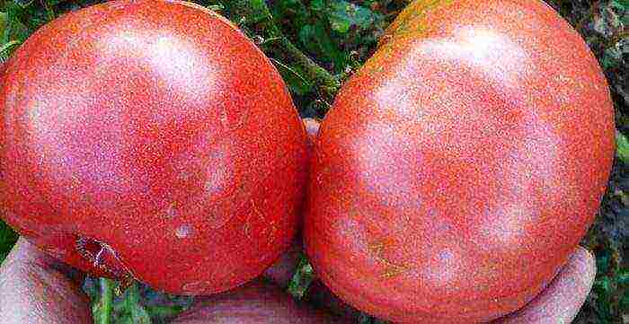 tomato is the best varieties