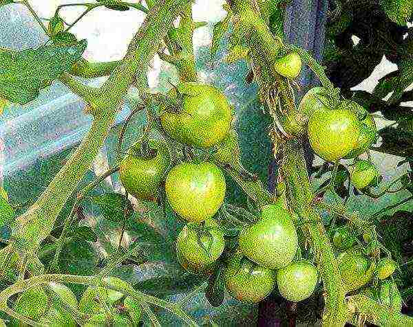cherry tomatoes varieties for open ground undersized planting and care