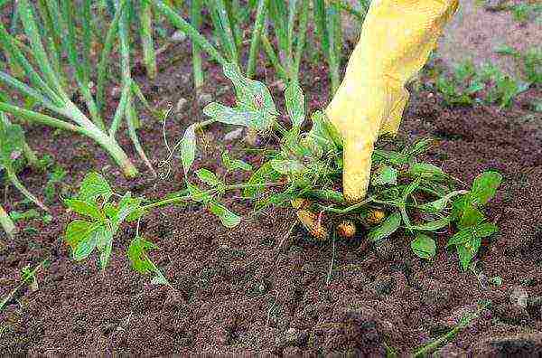 mga varieties ng cherry Tomates para sa bukas na ground undersized na pagtatanim at pangangalaga