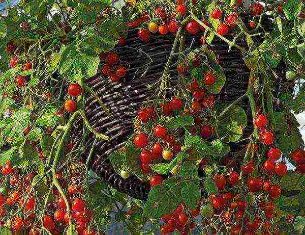 mga varieties ng cherry Tomates para sa bukas na ground undersized na pagtatanim at pangangalaga