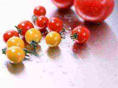 mga varieties ng cherry Tomates para sa bukas na ground undersized na pagtatanim at pangangalaga