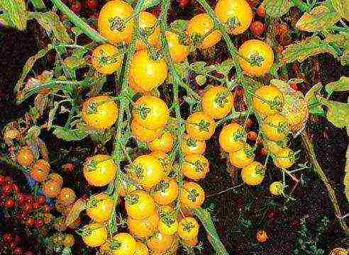 mga varieties ng cherry Tomates para sa bukas na ground undersized na pagtatanim at pangangalaga