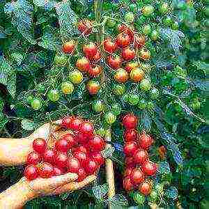 cherry tomatoes varieties for open ground undersized planting and care