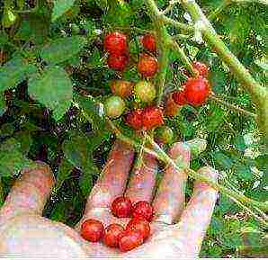 mga varieties ng cherry Tomates para sa bukas na ground undersized na pagtatanim at pangangalaga