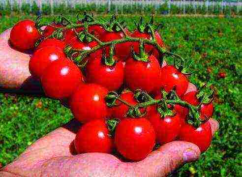 mga varieties ng cherry Tomates para sa bukas na ground undersized na pagtatanim at pangangalaga