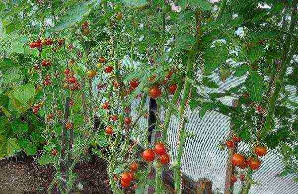 mga varieties ng cherry Tomates para sa bukas na ground undersized na pagtatanim at pangangalaga