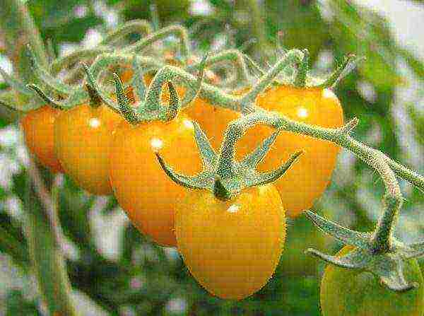 mga varieties ng cherry Tomates para sa bukas na ground undersized na pagtatanim at pangangalaga