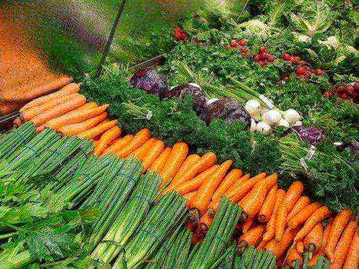 planting carrots with seeds in open ground in the Donetsk region