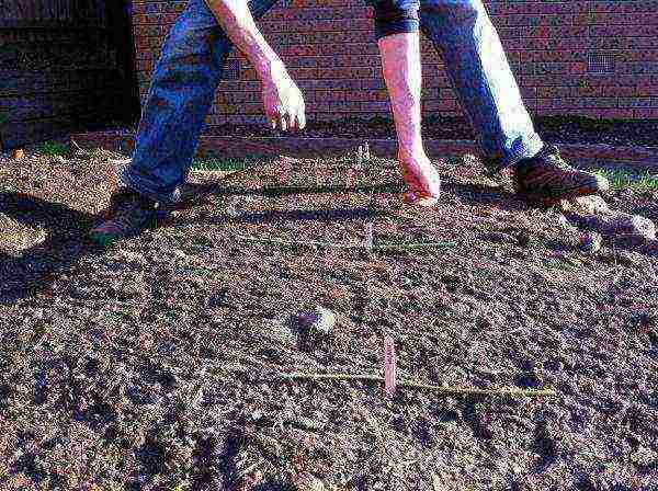 planting carrots with seeds in open ground in the Donetsk region