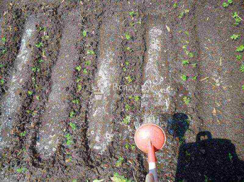 planting carrots with seeds in open ground in the Donetsk region