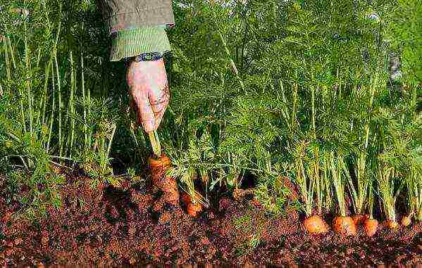 planting carrots with seeds in open ground in the Donetsk region