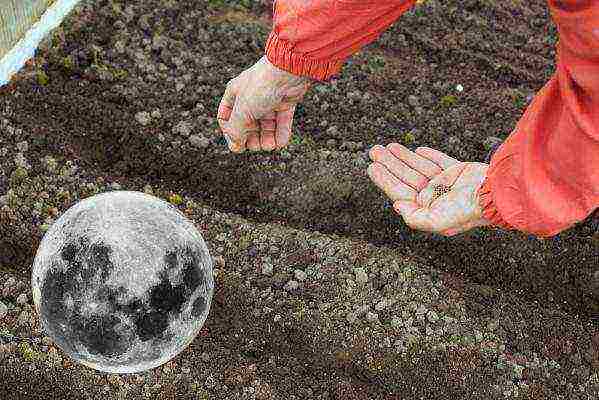 planting carrots with seeds in open ground in the Donetsk region