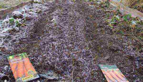 planting carrots with seeds in open ground in the Donetsk region