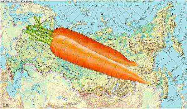 planting carrots with seeds in open ground in the Donetsk region