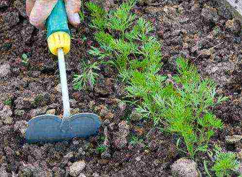 planting carrots with seeds in open ground in the Donetsk region