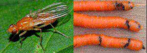 planting carrots with seeds in open ground in the Donetsk region