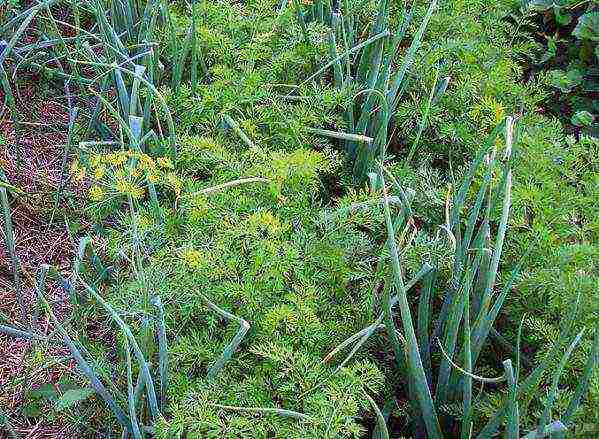 planting carrots with seeds in open ground in the Donetsk region