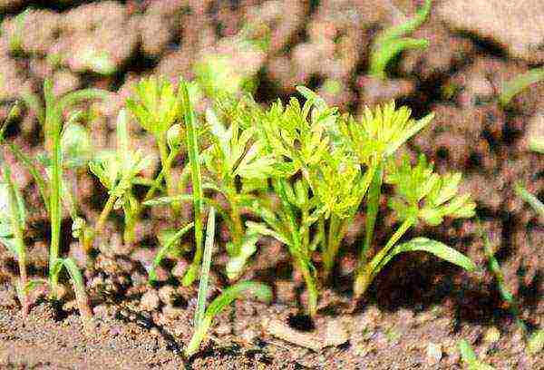 planting carrots with seeds in open ground in the Donetsk region