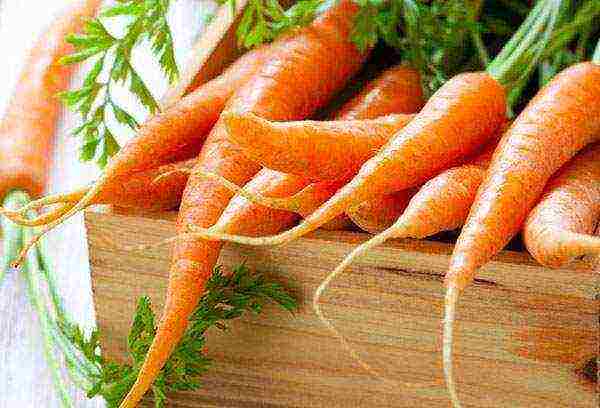 planting carrots with seeds in open ground in the Donetsk region