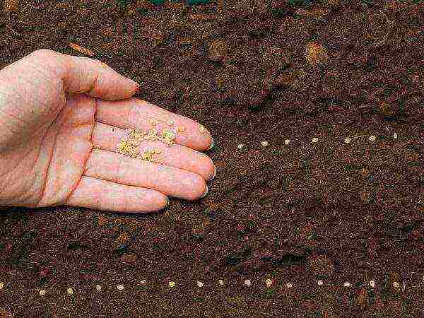 planting tomato seeds in open ground in the Donetsk region