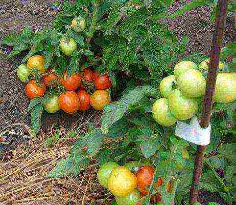 planting tomato seeds in open ground in the Donetsk region