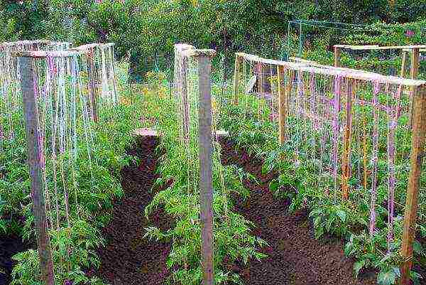 planting tomato seeds in open ground in the Donetsk region