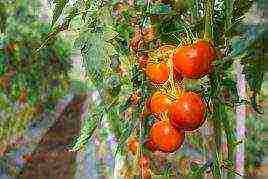 planting tomato seeds in open ground in the Donetsk region