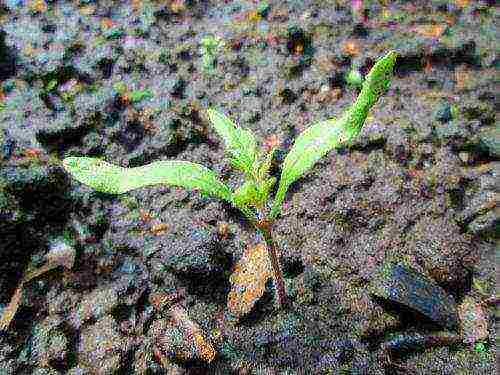 planting tomato seeds in open ground in the Donetsk region