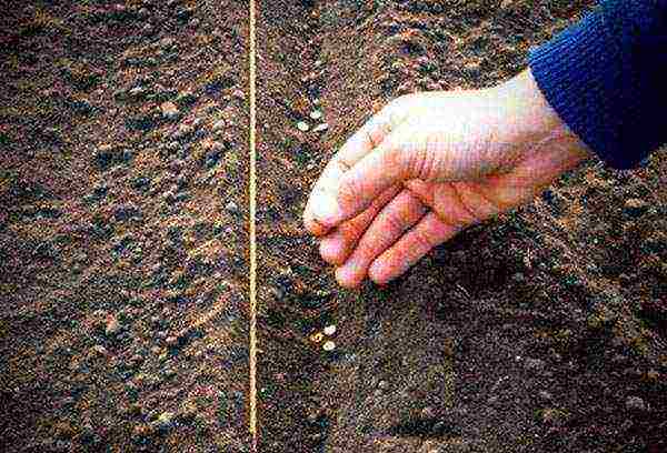 planting turnip seeds in open ground and caring for it