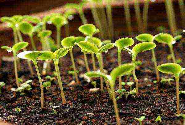 planting turnip seeds in open ground and caring for it