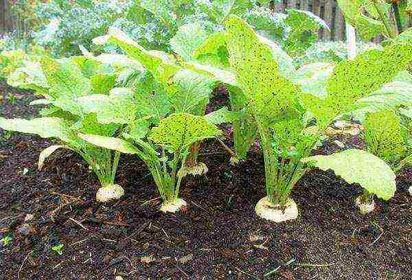 planting turnip seeds in open ground and caring for it