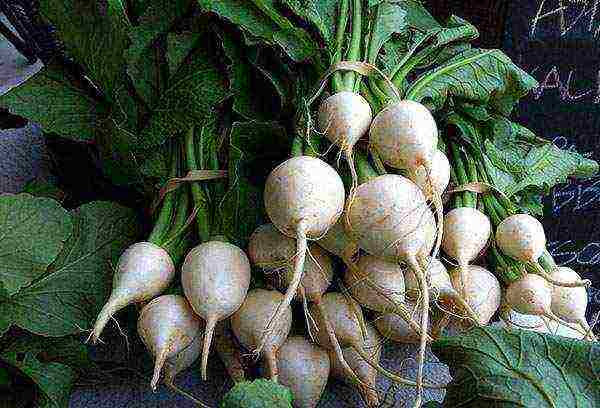 planting turnip seeds in open ground and caring for it