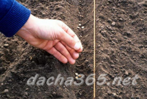 planting turnip seeds in open ground and caring for it