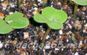 planting turnip seeds in open ground and caring for it