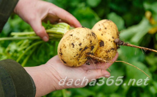 planting turnip seeds in open ground and caring for it