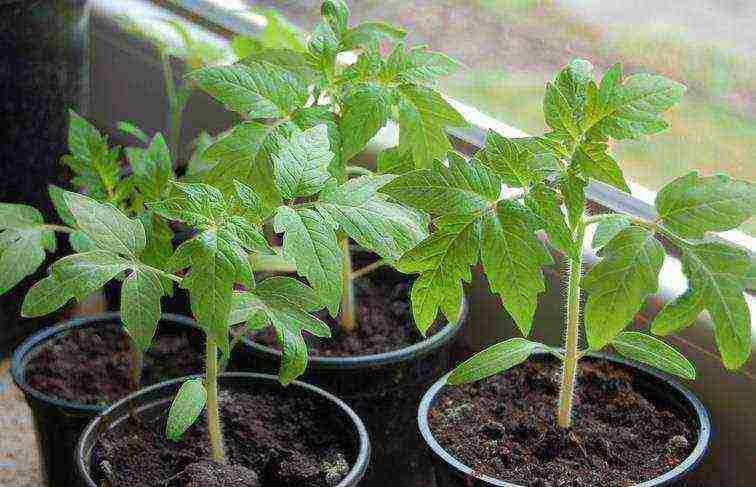 at what temperature do you need to grow tomato seedlings
